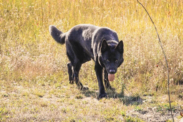 Siyah Alman çoban köpeği alanına yürüyor. Avcılık üzerinde kurt. Sonbahar ormanda siyah Belçika köpek.