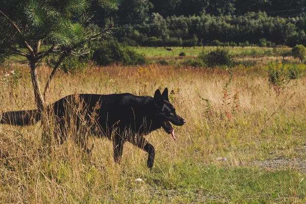 黑德国牧羊犬在田野里行走 狼在打猎 黑比利时狗在秋天森林 — 图库照片