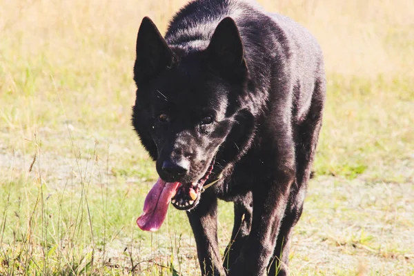 Black German Shepherd dog walks in the field. Wolf on hunting. Black Belgian dog in the autumn forest.