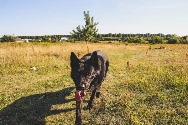 Чорна Німецька Вівчарка Прогулянки Області Вовк Полювання Чорний Бельгійський Собака — стокове фото