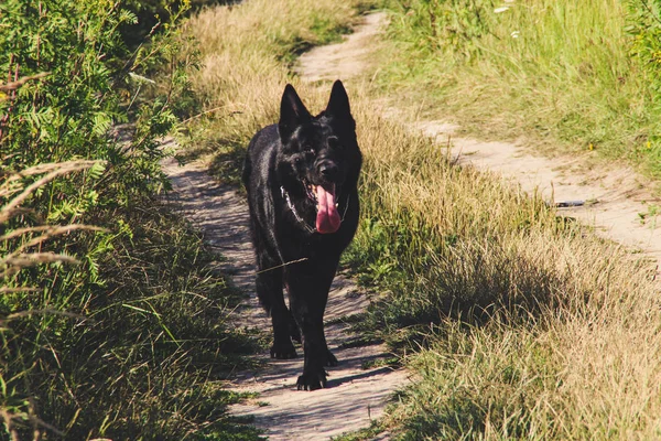 Black German Shepherd dog walks in the field. Wolf on hunting. Black Belgian dog in the autumn forest.