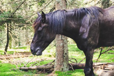 Dağlarda vahşi atlar sürüsü. Ukraynalı Karpat Dağları. Tepeler ve dağ zirveleri. Muhteşem bir görünüm.