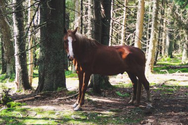 Dağlarda vahşi atlar sürüsü. Ukraynalı Karpat Dağları. Tepeler ve dağ zirveleri. Muhteşem bir görünüm.