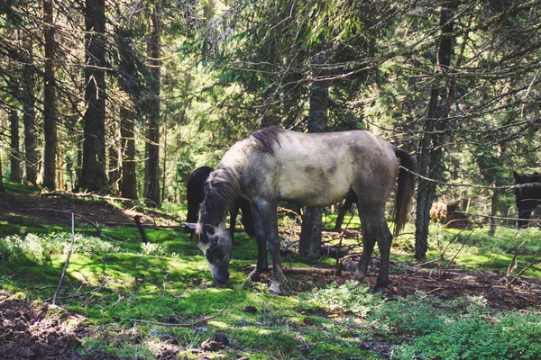 Eine Herde Wilder Pferde Den Bergen Ukrainische Karpaten Hügel Und — Stockfoto