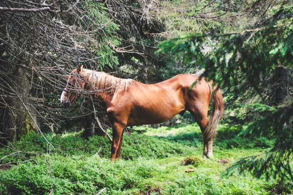 Eine Herde Wilder Pferde Den Bergen Ukrainische Karpaten Hügel Und — Stockfoto