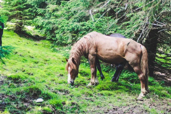 Ένα Κοπάδι Από Άγρια Άλογα Στα Βουνά Ουκρανικά Καρπάθια Όρη — Φωτογραφία Αρχείου