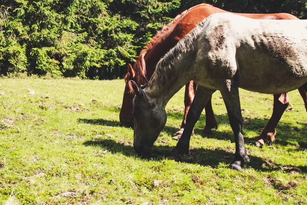 Una Manada Caballos Salvajes Las Montañas Montañas Cárpatas Ucranianas Colinas —  Fotos de Stock