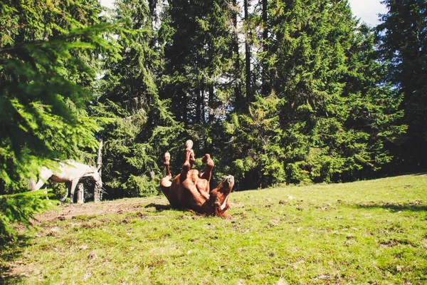 Uma Manada Cavalos Selvagens Nas Montanhas Montanhas Cárpatas Ucranianas Montes — Fotografia de Stock