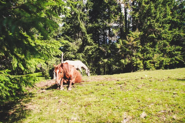Ένα Κοπάδι Από Άγρια Άλογα Στα Βουνά Ουκρανικά Καρπάθια Όρη — Φωτογραφία Αρχείου