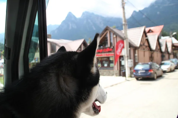 Houses Background Mountains Husky Dog Car Window Southern Carpathians Romania — Stock Photo, Image