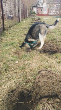 Cadde boyunca yürüyüş neşeli Husky fotoğraf. Köpek oyunları
