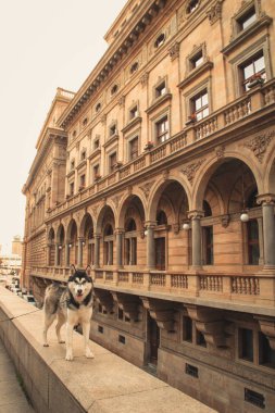 Yeni bir yerde Husky seyahat. Çek Cumhuriyeti, Prag. Şehir arka planlar. Köprü ve mimarisi. Şehirdeki köpek