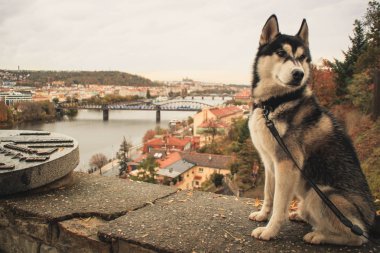 Yeni bir yerde Husky seyahat. Çek Cumhuriyeti, Prag. Şehir arka planlar. Köprü ve mimarisi. Şehirdeki köpek