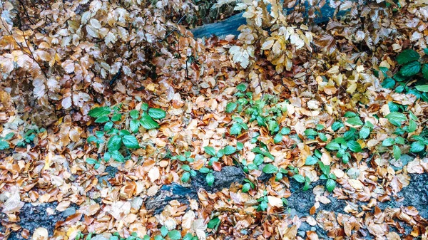 カルパチア山脈の秋山 こんもりとした森 落ち葉 黄色の色 — ストック写真