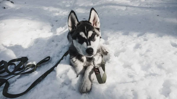 Szczeniak Husky Śniegu Zimowe Zdjęcia Mały Pies — Zdjęcie stockowe