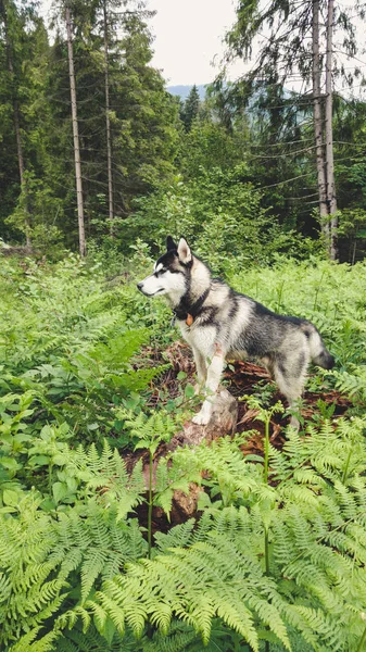 Merry Husky Foto Promenader Längs Gatan Hund Spel — Stockfoto