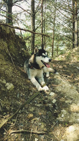 Merry Husky Foto Andando Longo Rua Jogos Cães — Fotografia de Stock