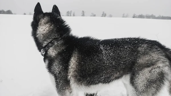 雪の中で子犬ハスキー 冬の写真です 小さな犬 — ストック写真