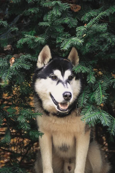 Utazás Husky Egy Helyen Csehország Prága Város Háttérképek Hidak Építészet — Stock Fotó