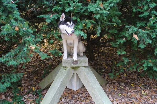 Cestování Husky Novém Místě Česká Republika Praha Městské Pozadí Mosty — Stock fotografie