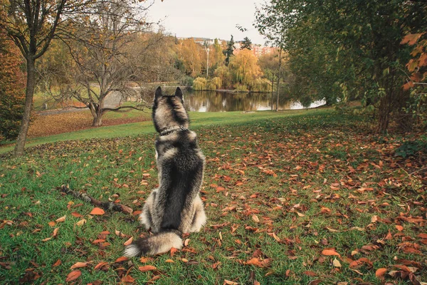 Viajando Husky Lugar Novo República Checa Praga Fundos Cidade Pontes — Fotografia de Stock