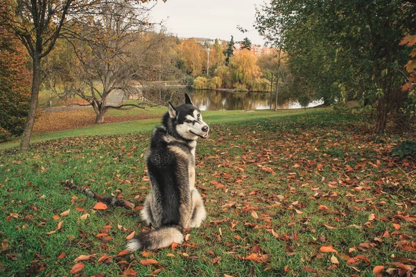 Reisen Husky Einem Neuen Ort Tschechische Republik Prag Stadthintergründe Brücken — Stockfoto