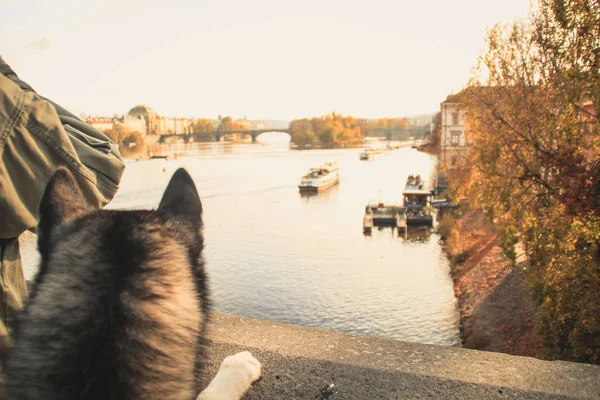 Viajando Husky Lugar Novo República Checa Praga Fundos Cidade Pontes — Fotografia de Stock