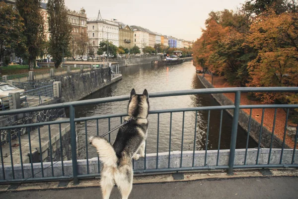 Traveling Husky New Place Czech Republic Prague City Backgrounds Bridges — Stock Photo, Image