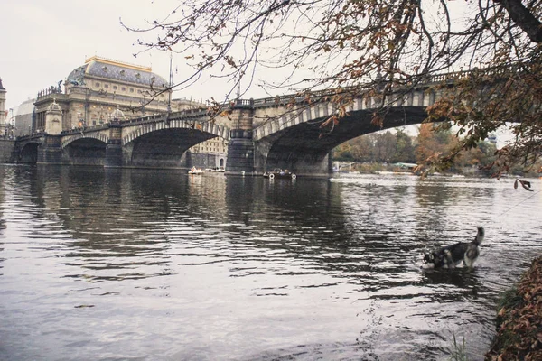 Viajando Husky Lugar Novo República Checa Praga Fundos Cidade Pontes — Fotografia de Stock