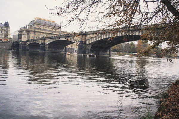 Viajando Husky Lugar Novo República Checa Praga Fundos Cidade Pontes — Fotografia de Stock