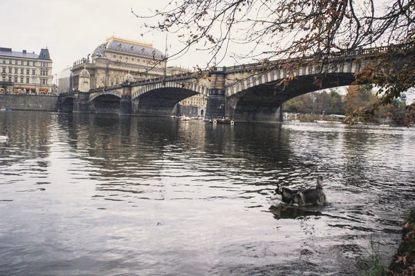 Viajando Husky Lugar Novo República Checa Praga Fundos Cidade Pontes — Fotografia de Stock