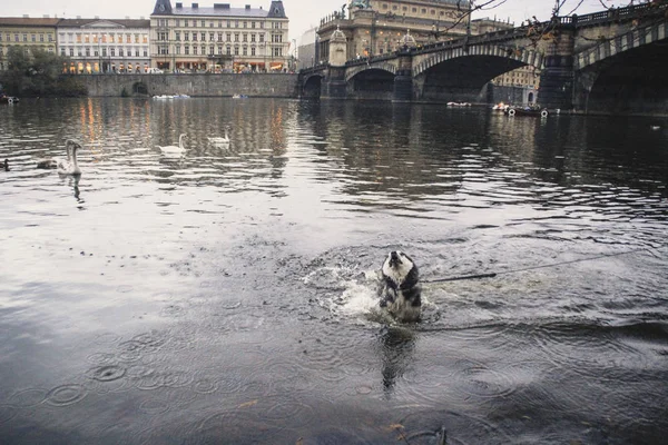 Traveling Husky New Place Czech Republic Prague City Backgrounds Bridges — Stock Photo, Image