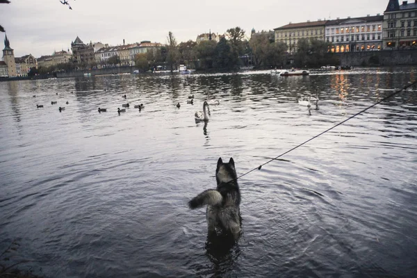 Traveling Husky New Place Czech Republic Prague City Backgrounds Bridges — Stock Photo, Image