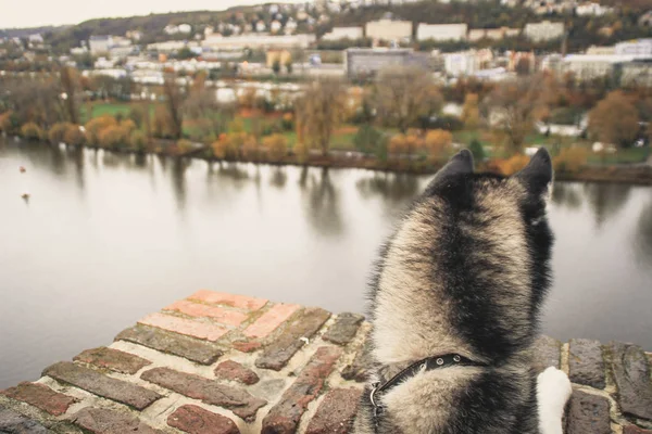 Traveling Husky New Place Czech Republic Prague City Backgrounds Bridges — Stock Photo, Image