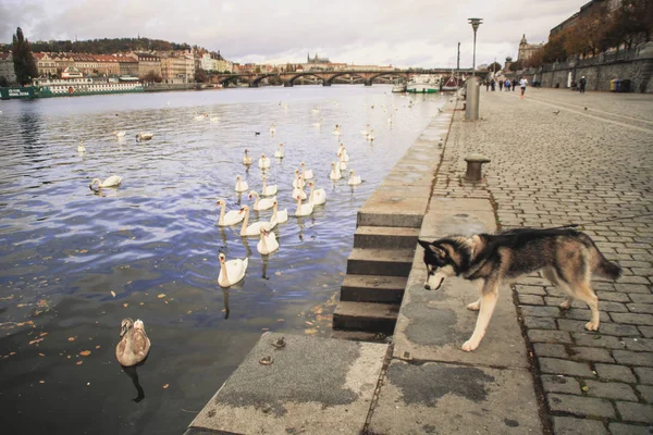 Traveling Husky New Place Czech Republic Prague City Backgrounds Bridges — Stock Photo, Image