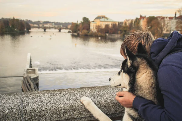 Husky Cão Viaja Longo Caminho Com Namorado Caminhe Pela Cidade — Fotografia de Stock