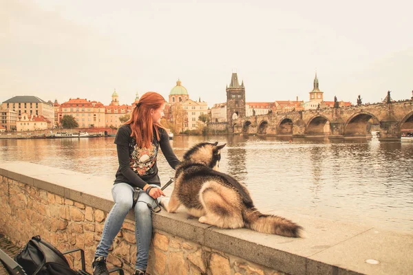 Husky dog travels along the street with a girl. Walk the city. City views. Sunshine.