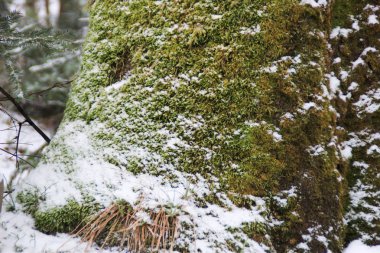 Kış orman. Noel ağaçları ve köknar. Düşen kar yeşil yosun kar altında. Ormandaki yeşillik