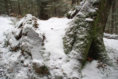 Kış orman. Noel ağaçları ve köknar. Düşen kar yeşil yosun kar altında. Ormandaki yeşillik