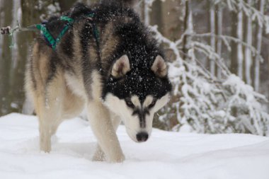 Yetişkin Husky kış ormanda yayılıyor. Köpek oyunları kar ve kış.