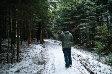 Kış orman. Bir adam şahin yürüyor. Köpeklerle seyahat. 