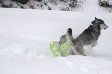 Ormanda bir kızla redaksiyon ikinci Direktörü Haski'nin çalış. Köpeği karda çalışır. Karda ormanda boğulmak. Husky seyahatler. Kar ve kış. Bir kadınla köpek oyunları