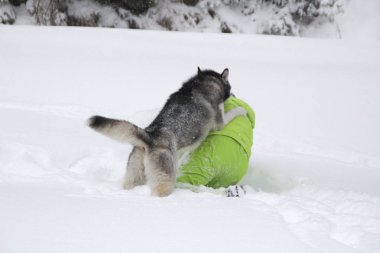 Ormanda bir kızla redaksiyon ikinci Direktörü Haski'nin çalış. Köpeği karda çalışır. Karda ormanda boğulmak. Husky seyahatler. Kar ve kış. Bir kadınla köpek oyunları