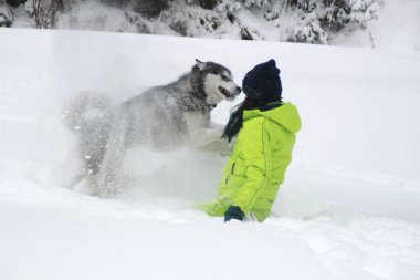Ormanda bir kızla redaksiyon ikinci Direktörü Haski'nin çalış. Köpeği karda çalışır. Karda ormanda boğulmak. Husky seyahatler. Kar ve kış. Bir kadınla köpek oyunları