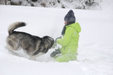 Ormanda bir kızla redaksiyon ikinci Direktörü Haski'nin çalış. Köpeği karda çalışır. Karda ormanda boğulmak. Husky seyahatler. Kar ve kış. Bir kadınla köpek oyunları