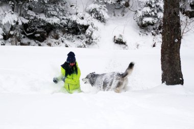 Ormanda bir kızla redaksiyon ikinci Direktörü Haski'nin çalış. Köpeği karda çalışır. Karda ormanda boğulmak. Husky seyahatler. Kar ve kış. Bir kadınla köpek oyunları