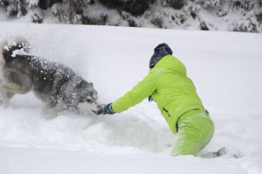 Ormanda bir kızla redaksiyon ikinci Direktörü Haski'nin çalış. Köpeği karda çalışır. Karda ormanda boğulmak. Husky seyahatler. Kar ve kış. Bir kadınla köpek oyunları