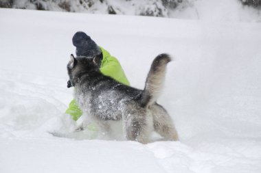 Ormanda bir kızla redaksiyon ikinci Direktörü Haski'nin çalış. Köpeği karda çalışır. Karda ormanda boğulmak. Husky seyahatler. Kar ve kış. Bir kadınla köpek oyunları