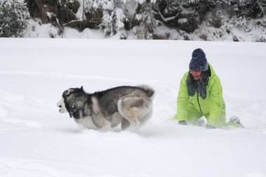 Ormanda bir kızla redaksiyon ikinci Direktörü Haski'nin çalış. Köpeği karda çalışır. Karda ormanda boğulmak. Husky seyahatler. Kar ve kış. Bir kadınla köpek oyunları