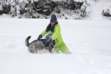 Ormanda bir kızla redaksiyon ikinci Direktörü Haski'nin çalış. Köpeği karda çalışır. Karda ormanda boğulmak. Husky seyahatler. Kar ve kış. Bir kadınla köpek oyunları